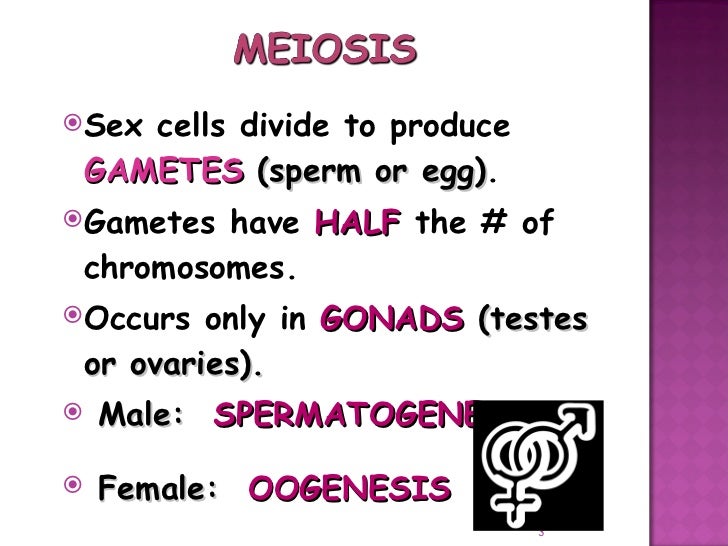 Meiosis Gamete Production With Turning Point 