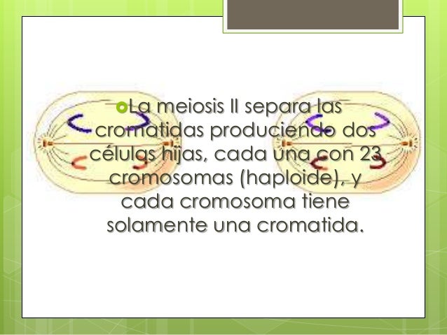 Meiosis ii (biologia)