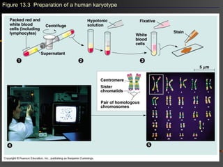 Figure 13.3 Preparation of a human karyotype
 