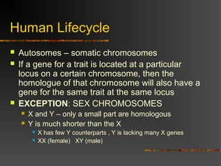 Human Lifecycle
 Autosomes – somatic chromosomes
 If a gene for a trait is located at a particular
locus on a certain chromosome, then the
homologue of that chromosome will also have a
gene for the same trait at the same locus
 EXCEPTION: SEX CHROMOSOMES
 X and Y – only a small part are homologous
 Y is much shorter than the X
 X has few Y counterparts , Y is lacking many X genes
 XX (female) XY (male)
 
