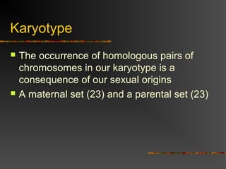 Karyotype
 The occurrence of homologous pairs of
chromosomes in our karyotype is a
consequence of our sexual origins
 A maternal set (23) and a parental set (23)
 