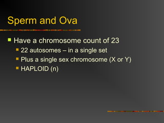 Sperm and Ova
 Have a chromosome count of 23
 22 autosomes – in a single set
 Plus a single sex chromosome (X or Y)
 HAPLOID (n)
 