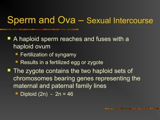 Sperm and Ova – Sexual Intercourse
 A haploid sperm reaches and fuses with a
haploid ovum
 Fertilization of syngamy
 Results in a fertilized egg or zygote
 The zygote contains the two haploid sets of
chromosomes bearing genes representing the
maternal and paternal family lines
 Diploid (2n) - 2n = 46
 
