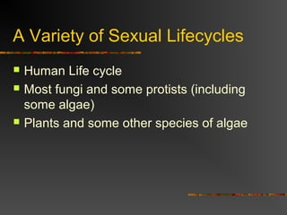 A Variety of Sexual Lifecycles
 Human Life cycle
 Most fungi and some protists (including
some algae)
 Plants and some other species of algae
 