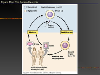 Figure 13.4 The human life cycle
 