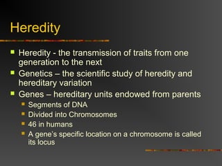 Heredity
 Heredity - the transmission of traits from one
generation to the next
 Genetics – the scientific study of heredity and
hereditary variation
 Genes – hereditary units endowed from parents
 Segments of DNA
 Divided into Chromosomes
 46 in humans
 A gene’s specific location on a chromosome is called
its locus
 