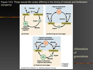 Figure 13.5 Three sexual life cycles differing in the timing of meiosis and fertilization
(syngamy)
Alternation
of
generations
 