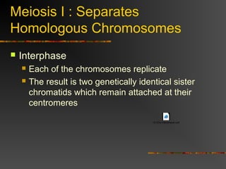 Meiosis I : Separates
Homologous Chromosomes
 Interphase
 Each of the chromosomes replicate
 The result is two genetically identical sister
chromatids which remain attached at their
centromeres
13-07a-InterphaseI.swf
 