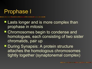 Prophase I
 Lasts longer and is more complex than
prophase in mitosis
 Chromosomes begin to condense and
homologues, each consisting of two sister
chromatids, pair up
 During Synapsis: A protein structure
attaches the homologous chromosomes
tightly together (synaptonemal complex)
 