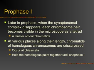 Prophase I
 Later in prophase, when the synaptonemal
complex disappears, each chromosome pair
becomes visible in the microscope as a tetrad
 A cluster of four chromatids
 At various places along their length, chromatids
of homologous chromosomes are crisscrossed
 Occur at chiasmata
 Hold the homologous pairs together until anaphase I
 