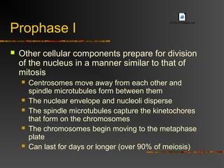 Prophase I
 Other cellular components prepare for division
of the nucleus in a manner similar to that of
mitosis
 Centrosomes move away from each other and
spindle microtubules form between them
 The nuclear envelope and nucleoli disperse
 The spindle microtubules capture the kinetochores
that form on the chromosomes
 The chromosomes begin moving to the metaphase
plate
 Can last for days or longer (over 90% of meiosis)
13-07b-ProphaseI.swf
 