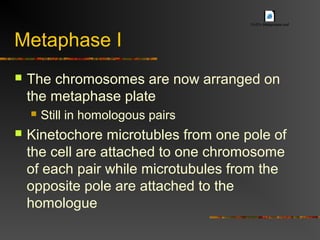 Metaphase I
 The chromosomes are now arranged on
the metaphase plate
 Still in homologous pairs
 Kinetochore microtubles from one pole of
the cell are attached to one chromosome
of each pair while microtubules from the
opposite pole are attached to the
homologue
13-07c-MetaphaseI.swf
 