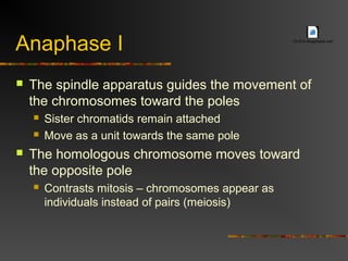 Anaphase I
 The spindle apparatus guides the movement of
the chromosomes toward the poles
 Sister chromatids remain attached
 Move as a unit towards the same pole
 The homologous chromosome moves toward
the opposite pole
 Contrasts mitosis – chromosomes appear as
individuals instead of pairs (meiosis)
13-07d-AnaphaseI.swf
 