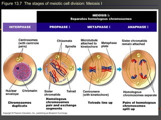 Figure 13.7 The stages of meiotic cell division: Meiosis I
 