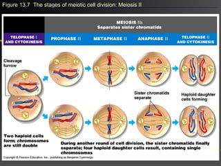 Figure 13.7 The stages of meiotic cell division: Meiosis II
 