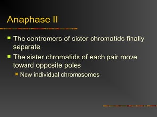 Anaphase II
 The centromers of sister chromatids finally
separate
 The sister chromatids of each pair move
toward opposite poles
 Now individual chromosomes
 