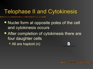 Telophase II and Cytokinesis
 Nuclei form at opposite poles of the cell
and cytokinesis occurs
 After completion of cytokinesis there are
four daughter cells
 All are haploid (n) 13-07f-MeiosisIICytokin.swf
 
