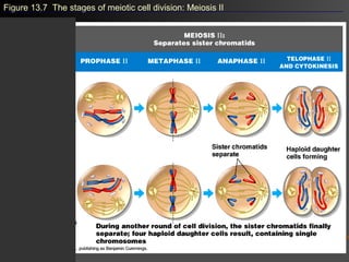 Figure 13.7 The stages of meiotic cell division: Meiosis II
 