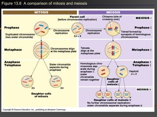 Figure 13.8 A comparison of mitosis and meiosis
 