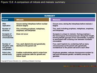 Figure 13.8 A comparison of mitosis and meiosis: summary
 
