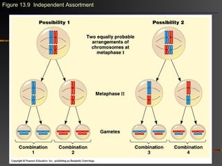 Figure 13.9 Independent Assortment
 