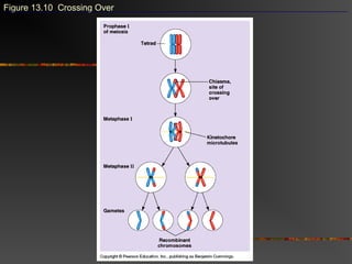 Figure 13.10 Crossing Over
 