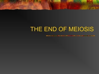 THE END OF MEIOSIS
 