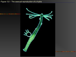 Figure 13.1 The asexual reproduction of a hydra
 