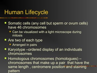 Human Lifecycle
 Somatic cells (any cell but sperm or ovum cells)
have 46 chromosomes
 Can be visualized with a light microscope during
mitosis
 Are two of each type
 Arranged in pairs
 Karyotype –ordered display of an individuals
chromosomes
 Homologous chromosomes (homologues) –
chromosomes that make up a pair that have the
same length , centromere position and staining
pattern
 