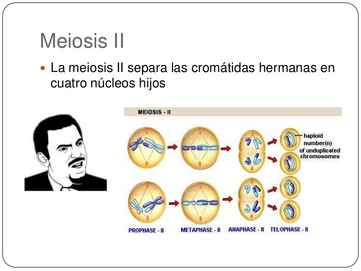 Meiosis Funcion Fases Y Sus Caracteristicas Images