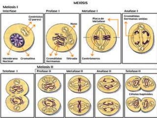 Meiosis