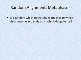 Random Alignment: Metaphase I
• It is random which microtubule attaches to which
chromosome and ends up in which daughter cell
 