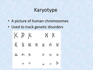 Karyotype
• A picture of human chromosomes
• Used to track genetic disorders
 