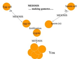 2n 2n   egg (n)  sperm (n)   fertilization zygote Egg cell Sperm cell MEIOSIS MEIOSIS MITOSIS You  MEIOSIS  … making gametes…. 