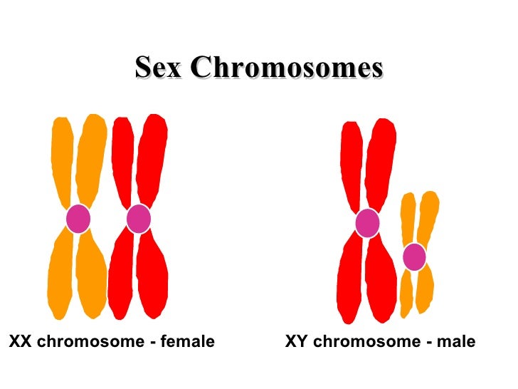 Meiosis Notes
