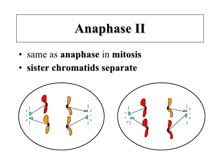 Meiosis Notes