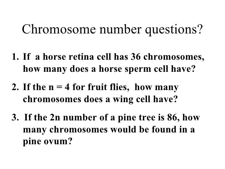 How many chromosomes does a horse have?
