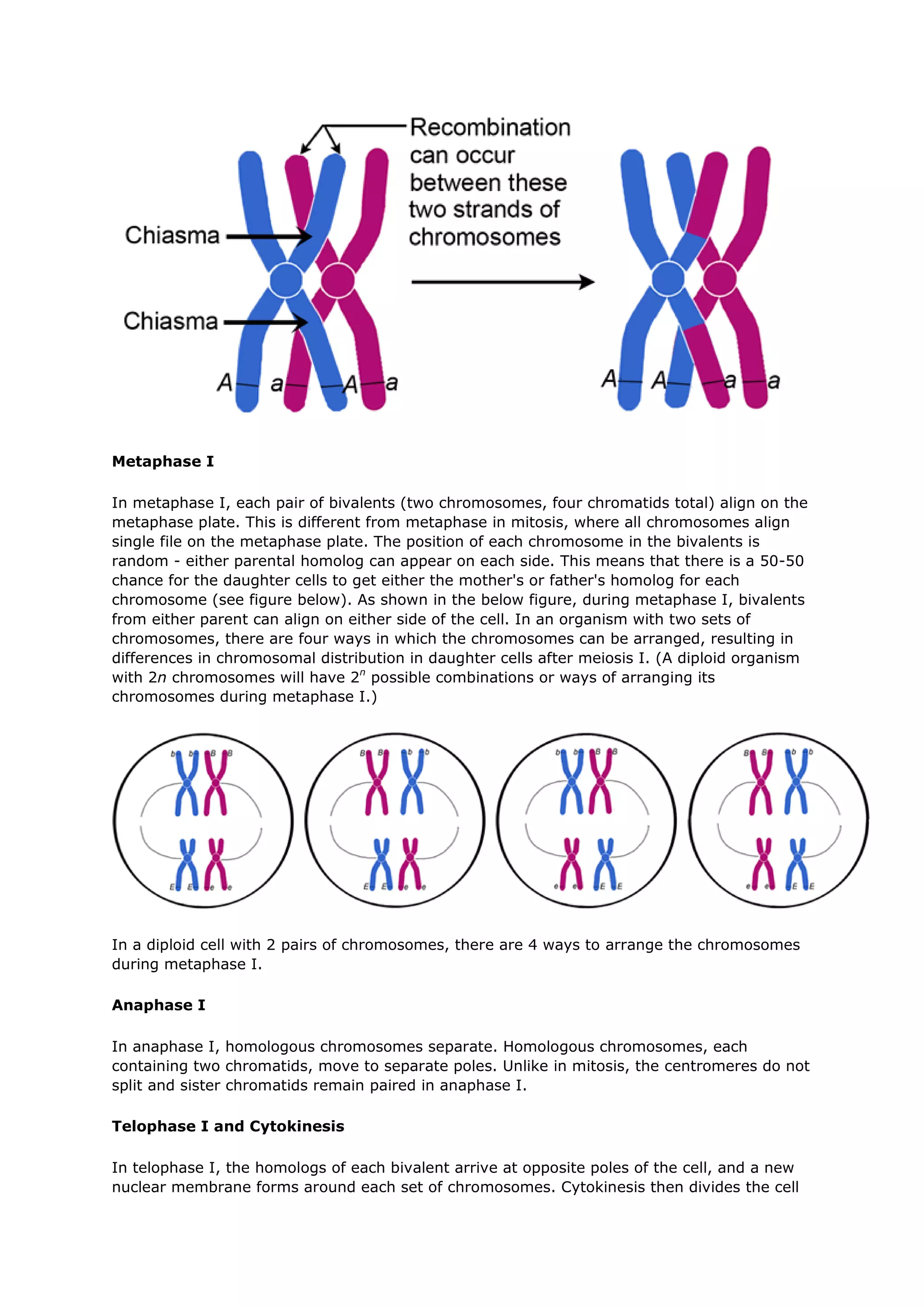 Meiosis | PDF