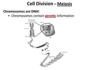 Cell Division – Meiosis
Chromosomes are DNA!
• Chromosomes contain genetic information
 