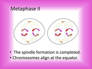 Meiosis | PPTX
