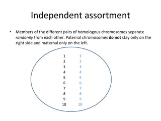 Meiosis ppt | PPT