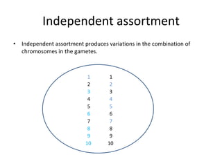 Meiosis ppt | PPT