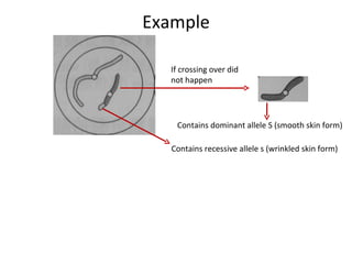 Meiosis ppt | PPT