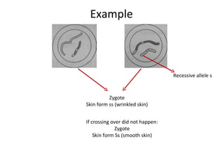 Meiosis ppt | PPT