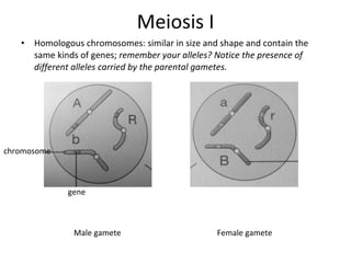 Meiosis ppt | PPT