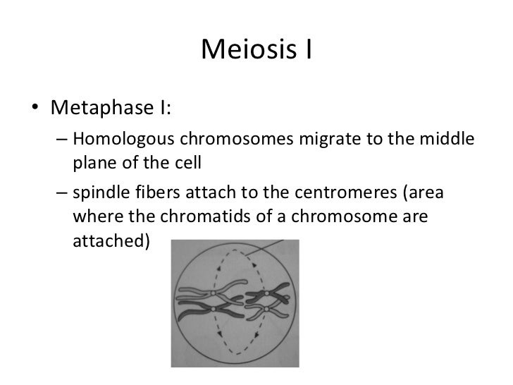 meiosis ppt meiosis powerpoint