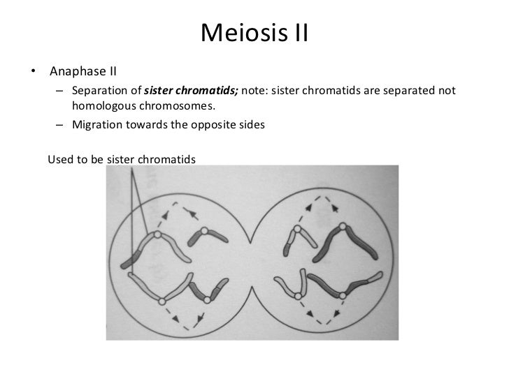 meiosis ppt 15 728 jpg cb 1312620683 meiosis powerpoint