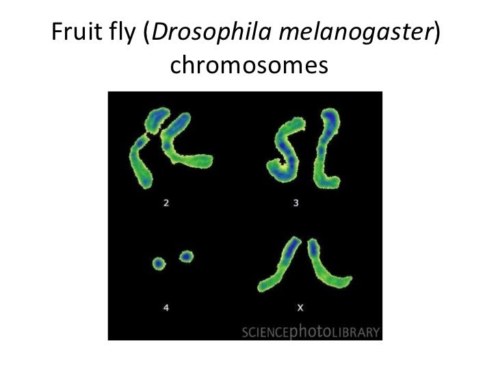 Meiosis ppt