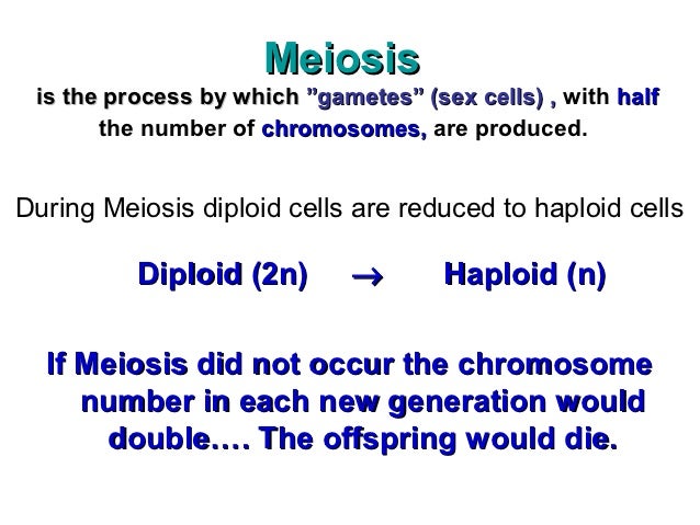 meiosis ppt 13 638 jpg cb 1350901925 meiosis powerpoint