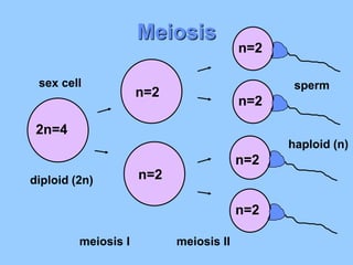 meiosis ppt.2014.ppt